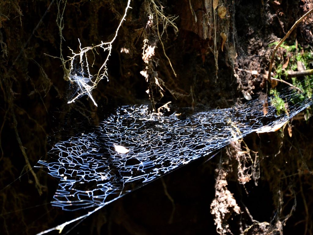 Tela de araña en la selva valdiviana de Puerto Blest. 