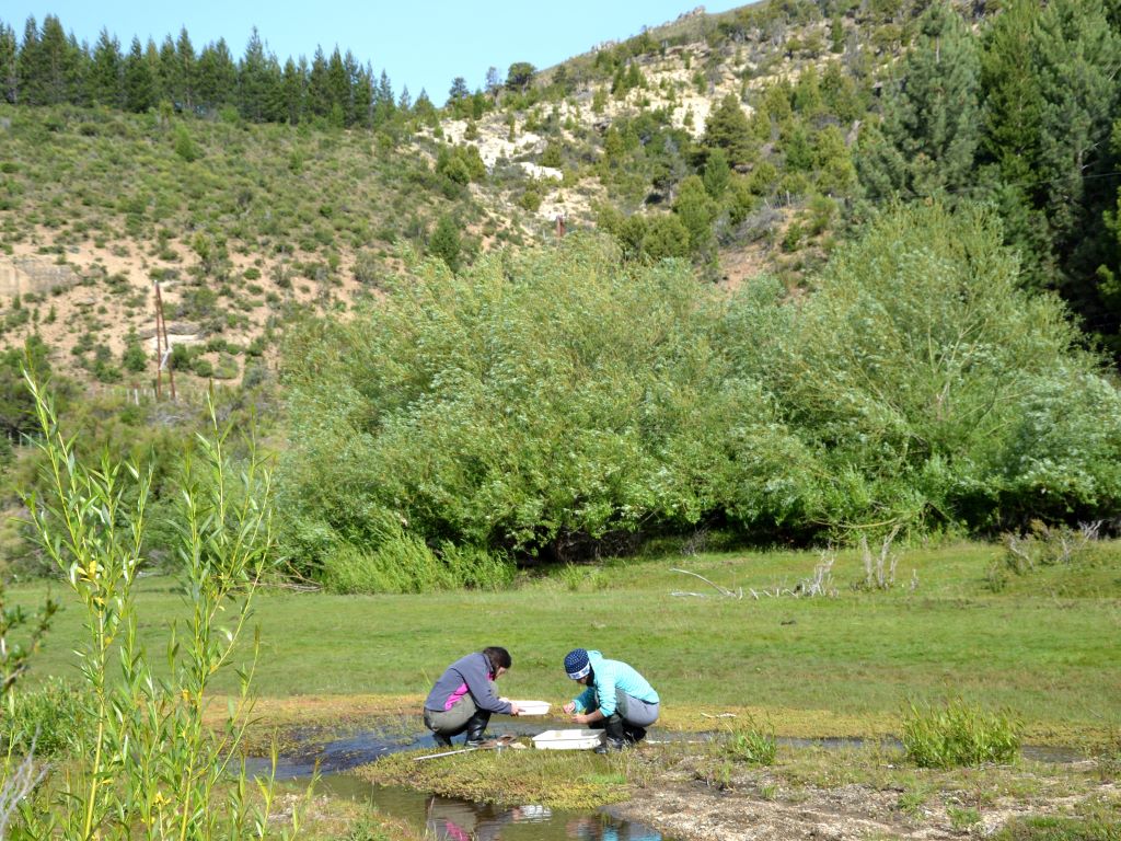 Las entomólogas en plena tarea cerca del río Ñirihuau.